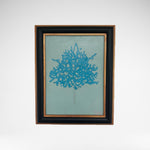Blue Coral tree -Jasper Galloway