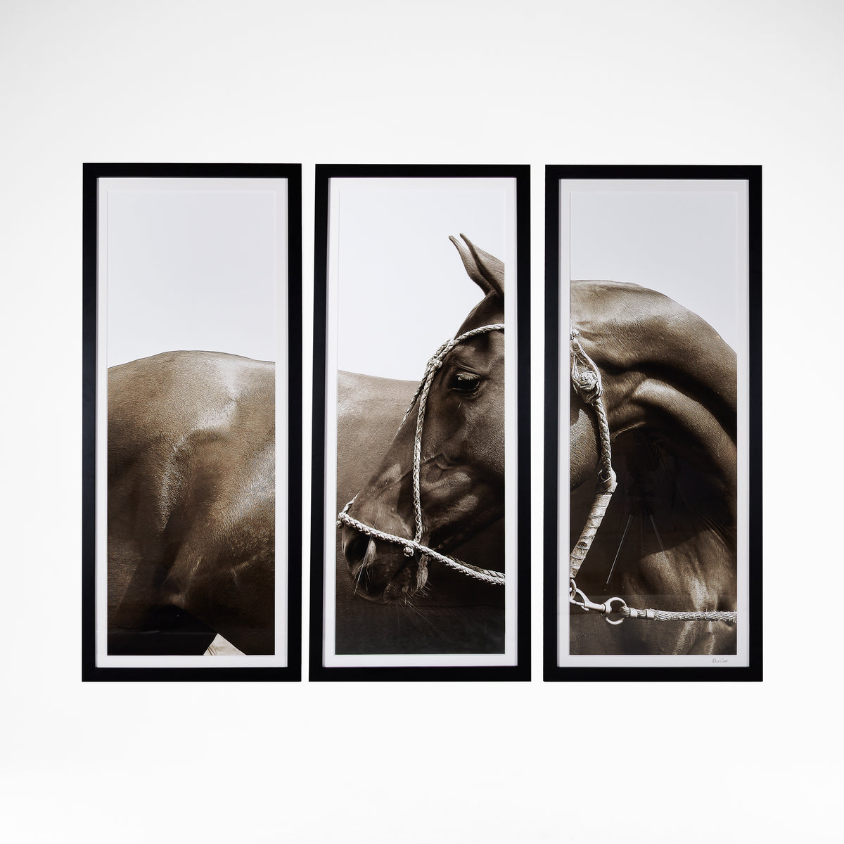 Polo Pony Triptych 